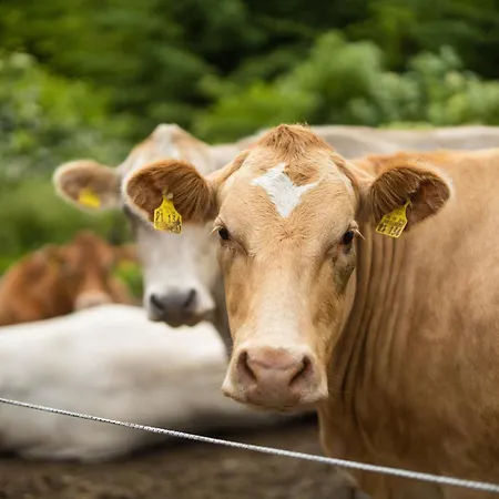 Berghof Steimel Apartment *