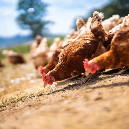 Berghof Steimel Apartman Schmallenberg