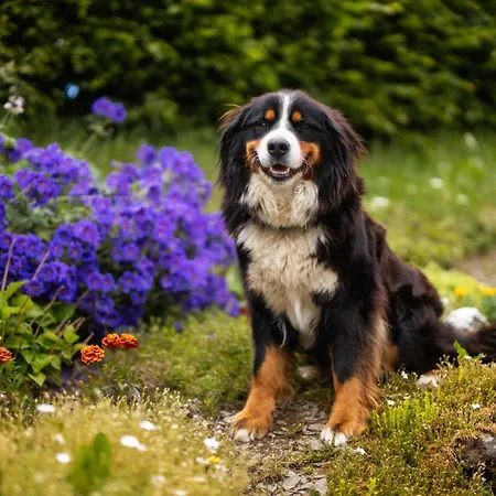 Apartman Berghof Steimel Schmallenberg