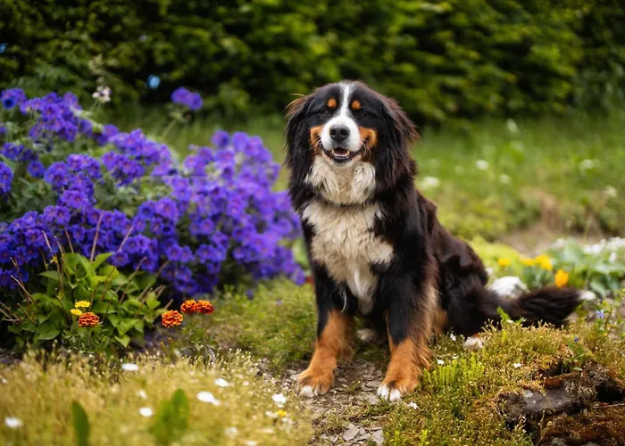 Apartment Berghof Steimel Schmallenberg