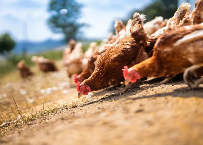 Apartment Berghof Steimel *