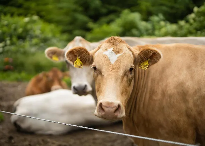 Berghof Steimel * Schmallenberg